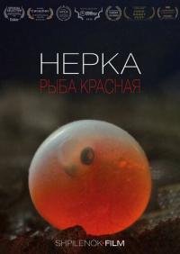 Нерка. Рыба красная