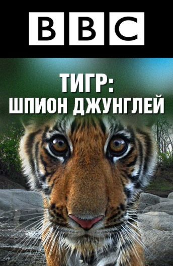 Сериал  BBC: Тигр – Шпион джунглей (2008) скачать торрент
